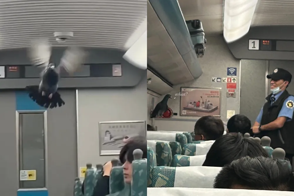 鴿子大鬧高鐵車廂嚇壞旅客　網大笑：牠有買早鳥票