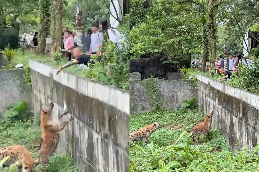 「包手男」跨越圍欄伸手逗弄鬣狗　木柵動物園怒了：依法究辦