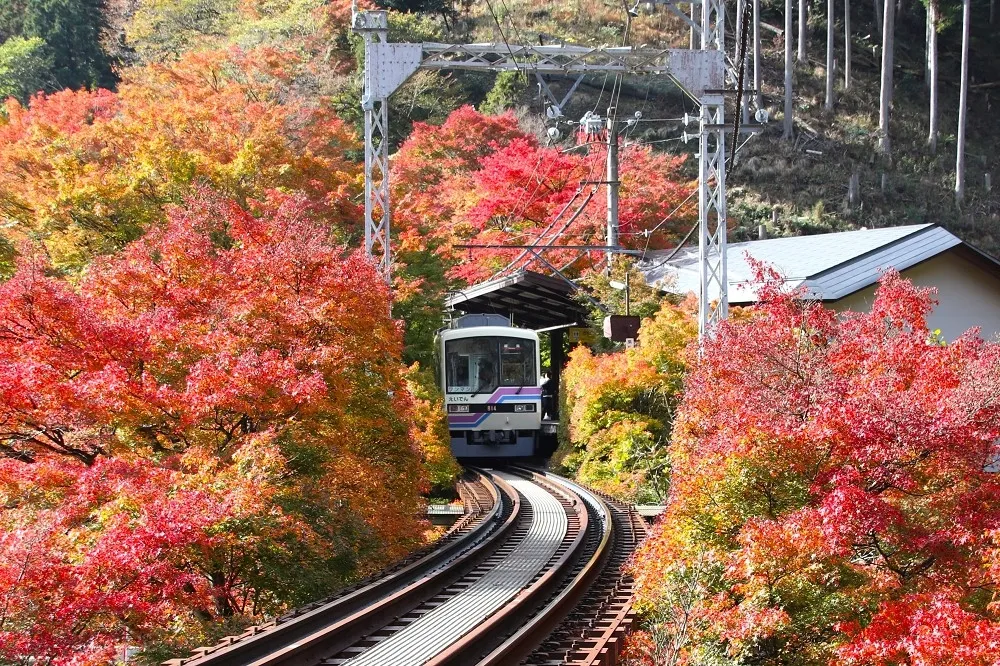 要去京都賞楓且慢　今年鼎盛楓紅要等到12月中