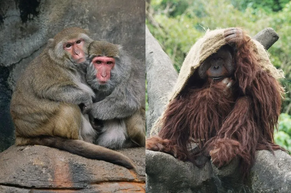 寒流來襲！動物園啟動禦寒大作戰　紅毛猩猩蓋棉被、吹暖氣、喝薑湯好暖
