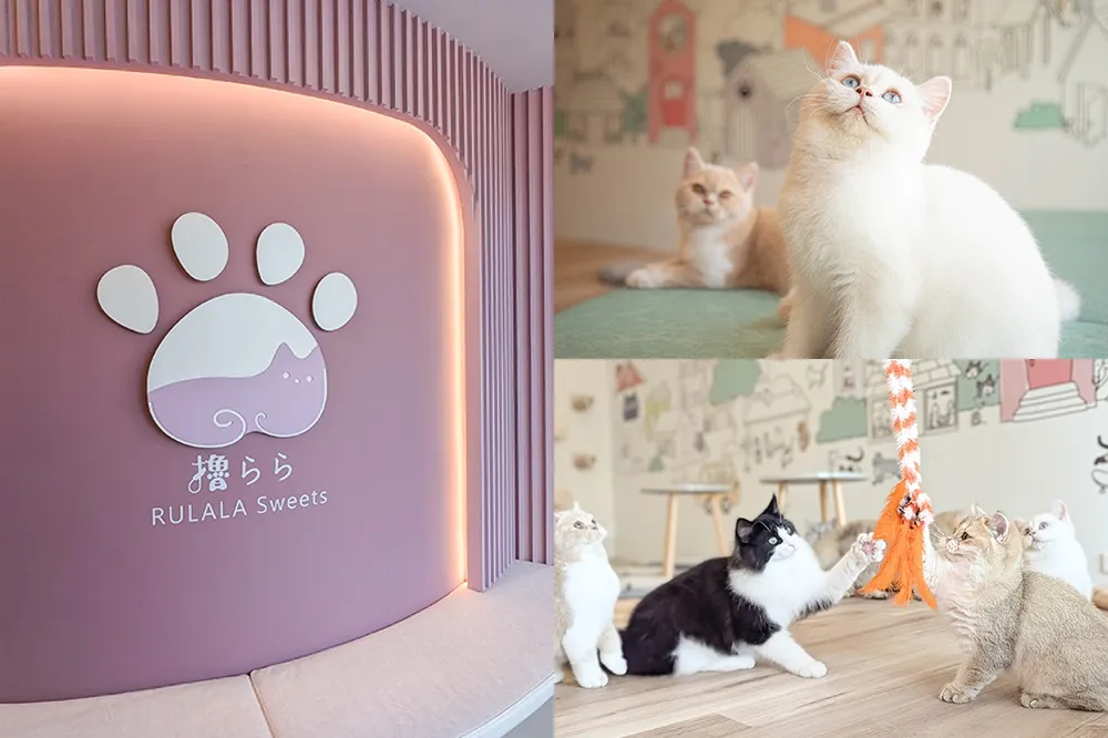 【有片】全新貓咪咖啡廳「擼 LALA Sweets」松菸店開幕！8 隻曼赤肯、短毛貓陪你玩　南西店推「3 人同行 1 人免費」優惠