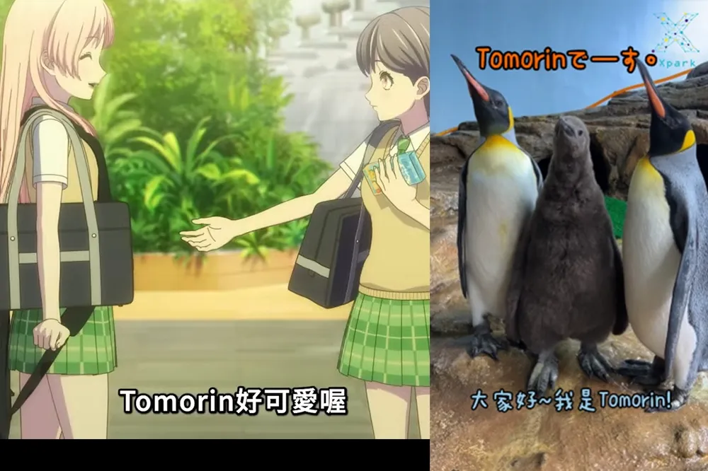 沒有無視燈！Xpark 國王企鵝寶寶命名活動由 Tomorin 1.3 萬高票當選