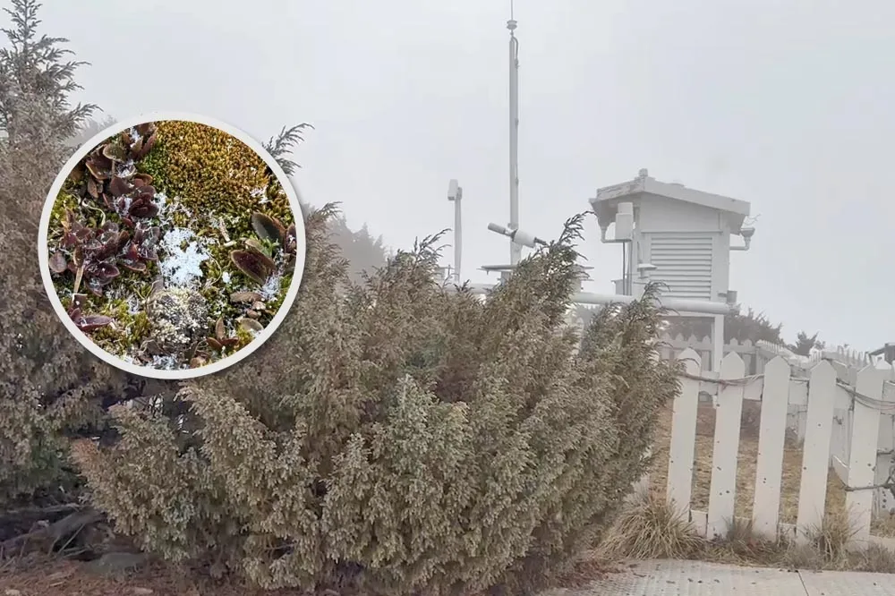 【有片】玉山下雪了！六角雪花飄落地美翻　氣象署：冷氣團持續發威