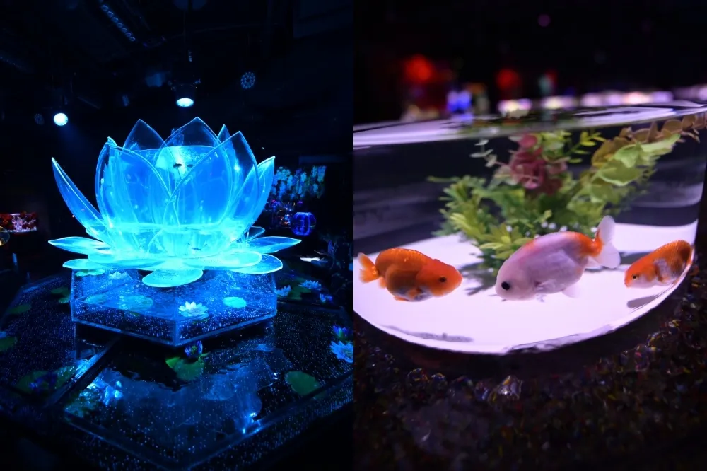 日本金魚藝術展首度登台！光影藝術水族館亮點一次看、必拍透明巨型蓮花缸