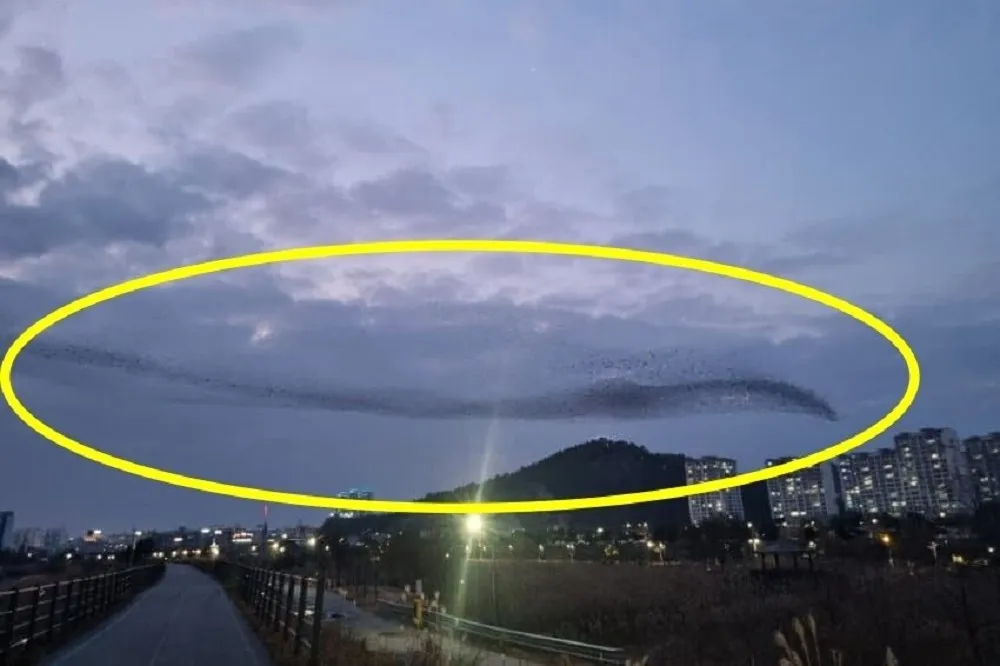 【有片】濟州航空墜機前疑與「大10倍」鳥群相撞　韓網友：以為是龍、不可能不發生意外