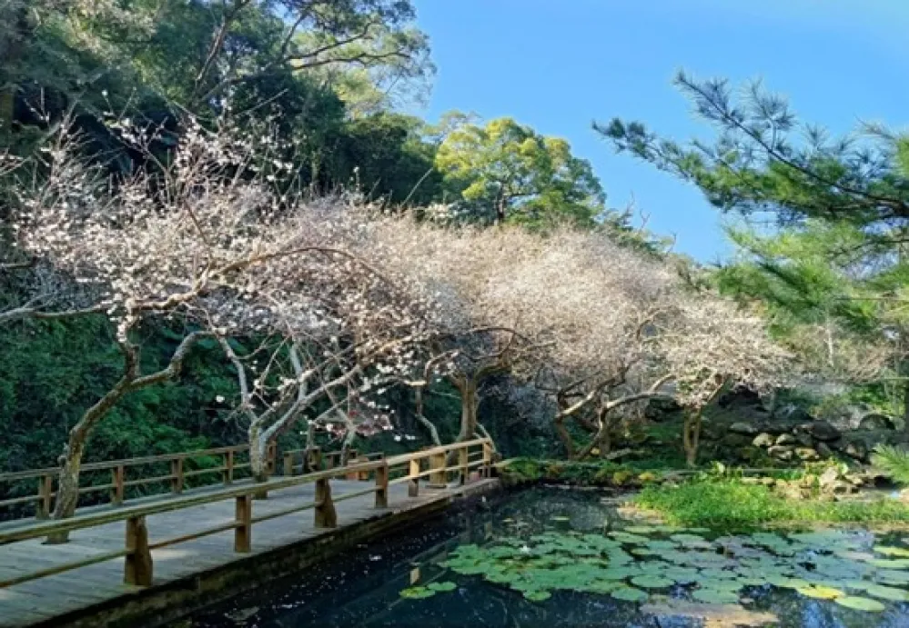 火炎山傍的梅園秘境　苗栗苑裡華陶窯的梅花正盛開