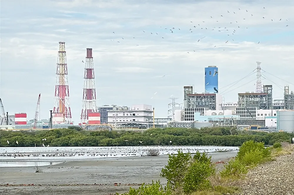 與永安濕地共存！高雄興達電廠成為「水鳥大飯店」　黑面琵鷺每年飛來過冬、10 年數量成長 4 倍