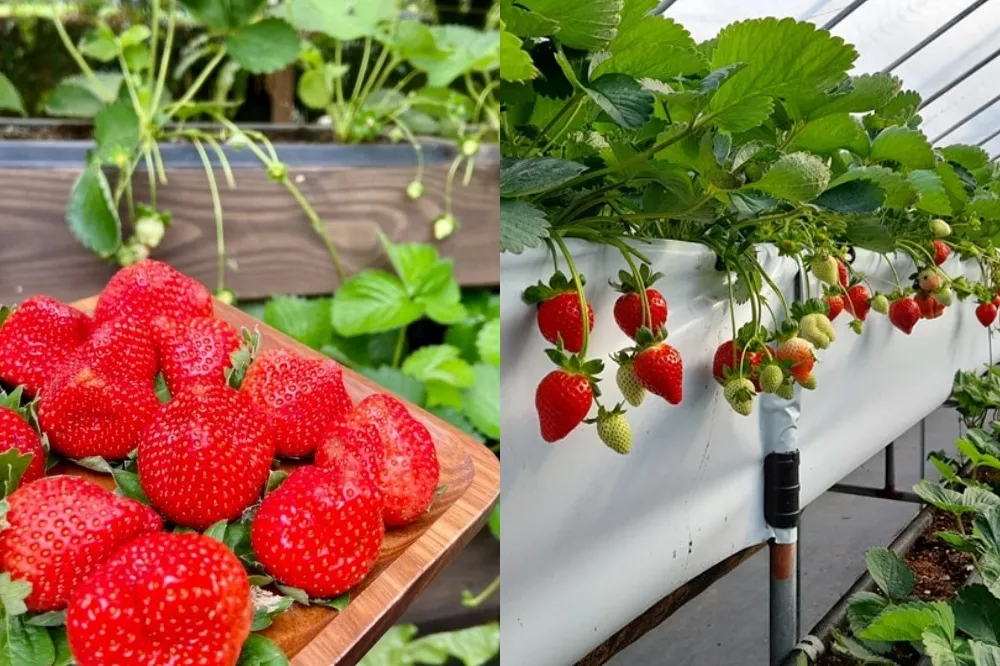 2025 內湖草莓季草莓園推薦！採果順嚐草莓披薩、DIY 果醬　產季一路至 5 月