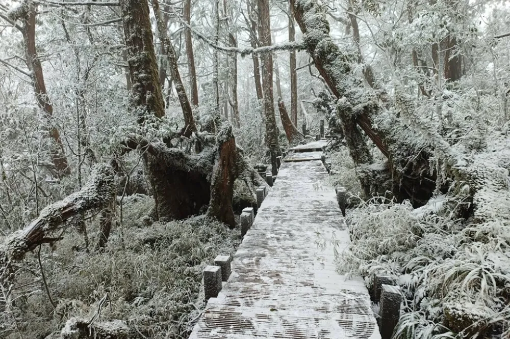 下雪好美！太平山零下2度冷到爆　銀白美景如夢幻仙境