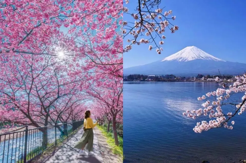 連假飛出國！日韓賞櫻機票 6999 元起、賞櫻郵輪最低 5 折　釜山鎮海櫻花節必朝聖