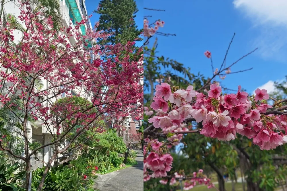 台北賞櫻景點推薦！信義區捕捉 101 與櫻花同框、大安森林公園河津櫻綻放