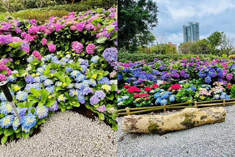 大安森林公園繡球花海登場！最佳賞花期「在這時」　杜鵑花季 3 月盛大開跑