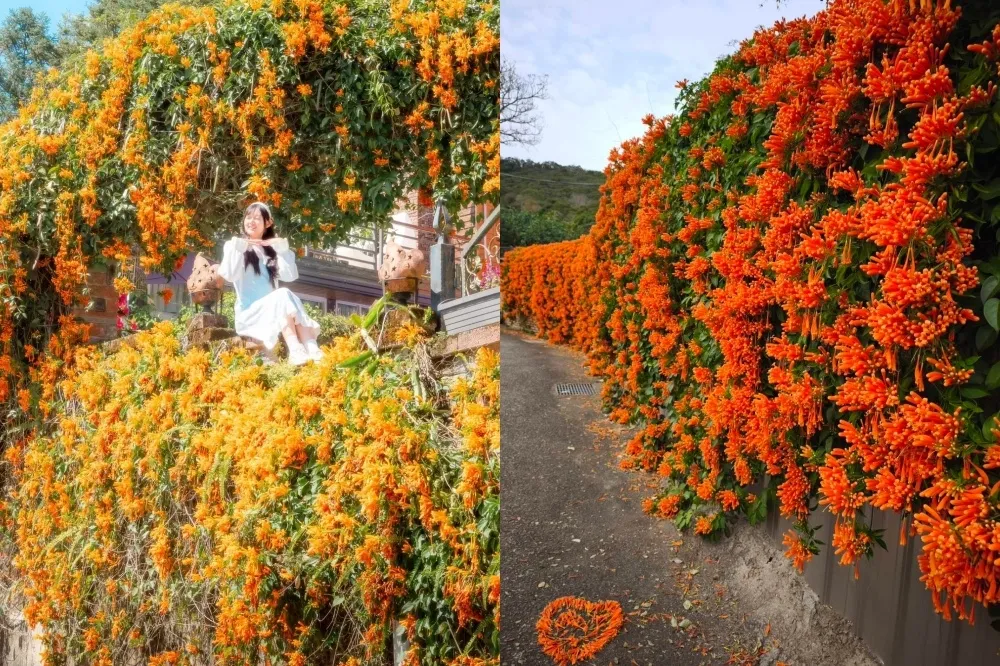 全台炮仗花景點懶人包！台北花博橘黃瀑布怒放、彰化「炮仗花涼亭」必拍