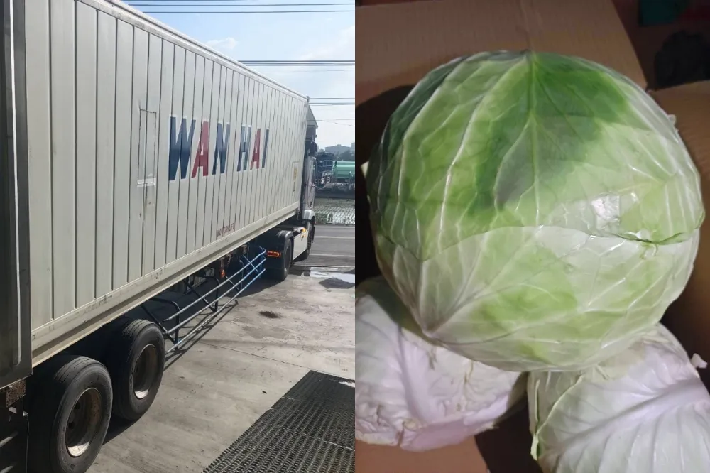 北農外銷再突破！　首次出口18噸國產高麗菜至日本