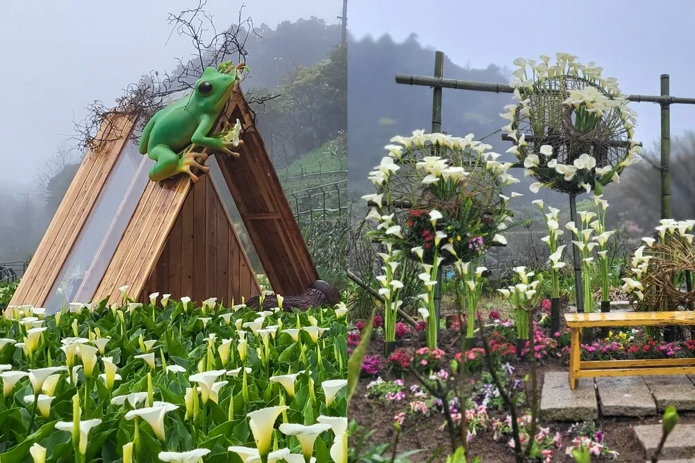 【2025 竹子湖海芋季時間、交通】白色花海美到 4 月！樹蛙夢屋、迷你摩天輪打卡點必拍
