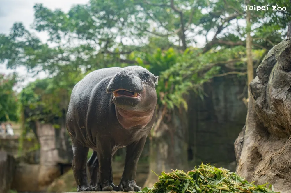 侏儒河馬Thabo抵台未滿4個月　北市動物園證實今因傷口感染去世