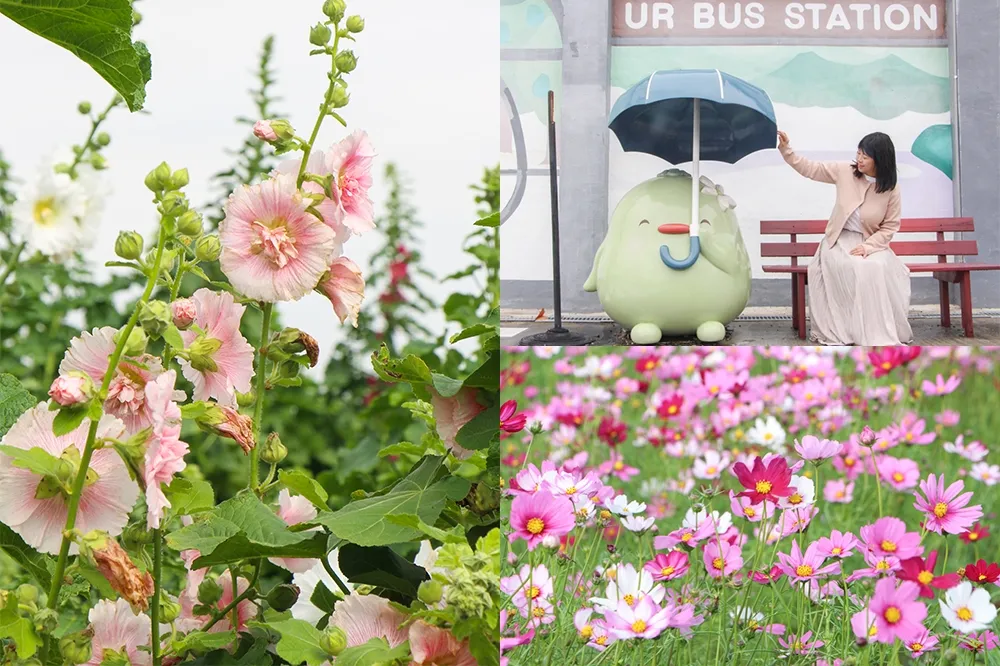 台南學甲蜀葵花季、將軍木棉花季接連登場！550 人免費拔紅蘿蔔、這天開放報名　順遊麻豆最萌景點「柚兒園」