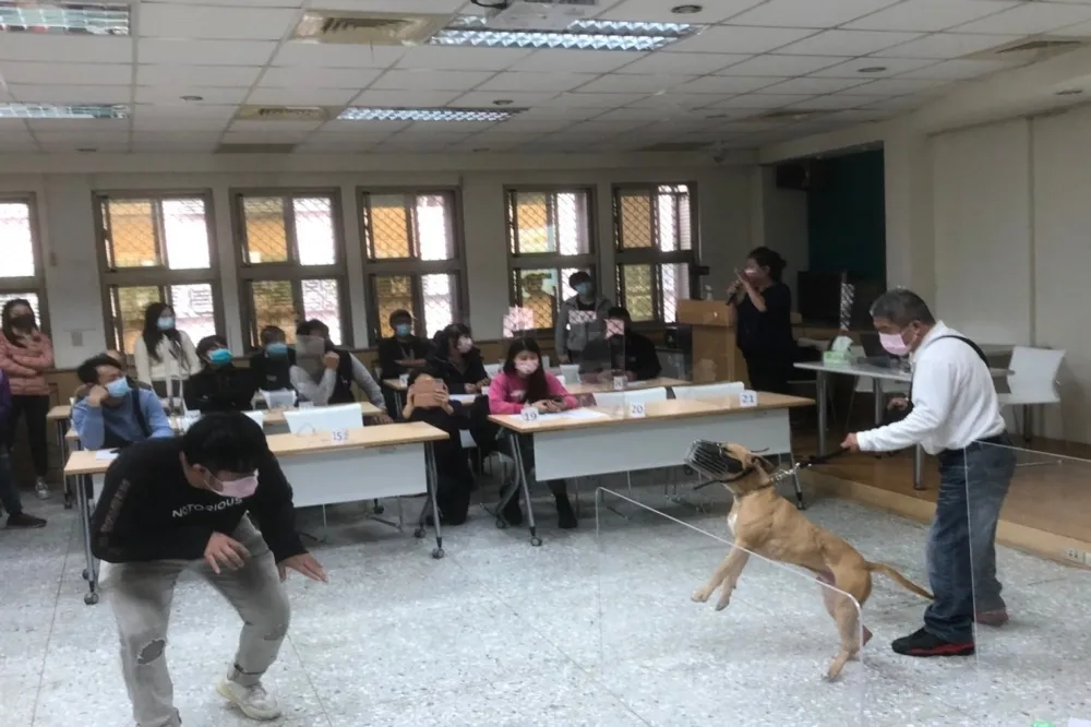 比特犬攻擊性強「咬住就不放」　專家教4招自保：不要直盯狗的眼睛