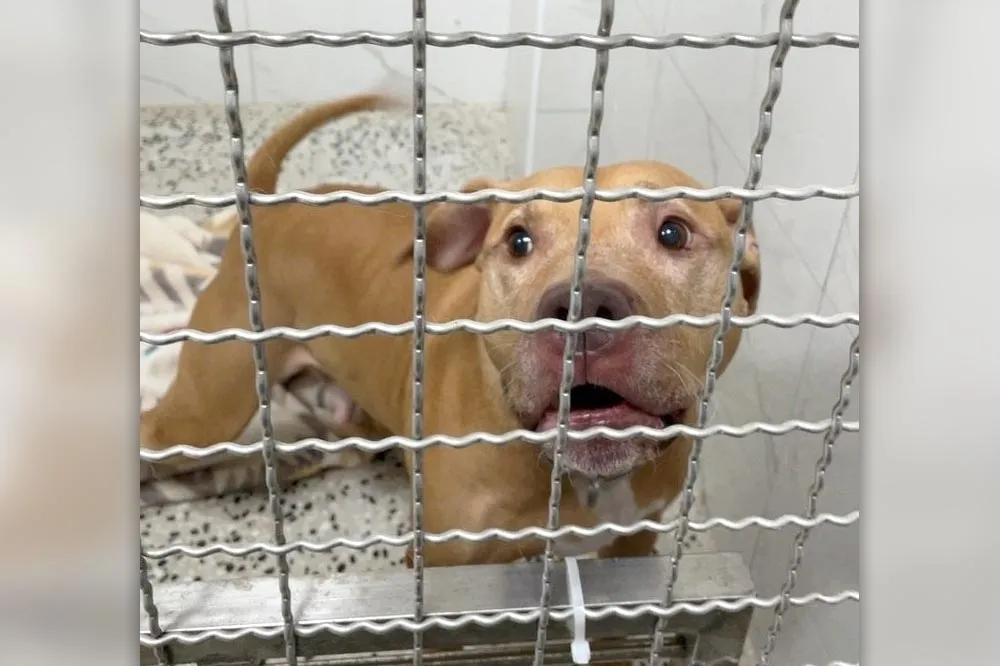 比特犬「Lucky」領養有希望！　嘉義飼主反悔、高雄養殖業大亨有意願