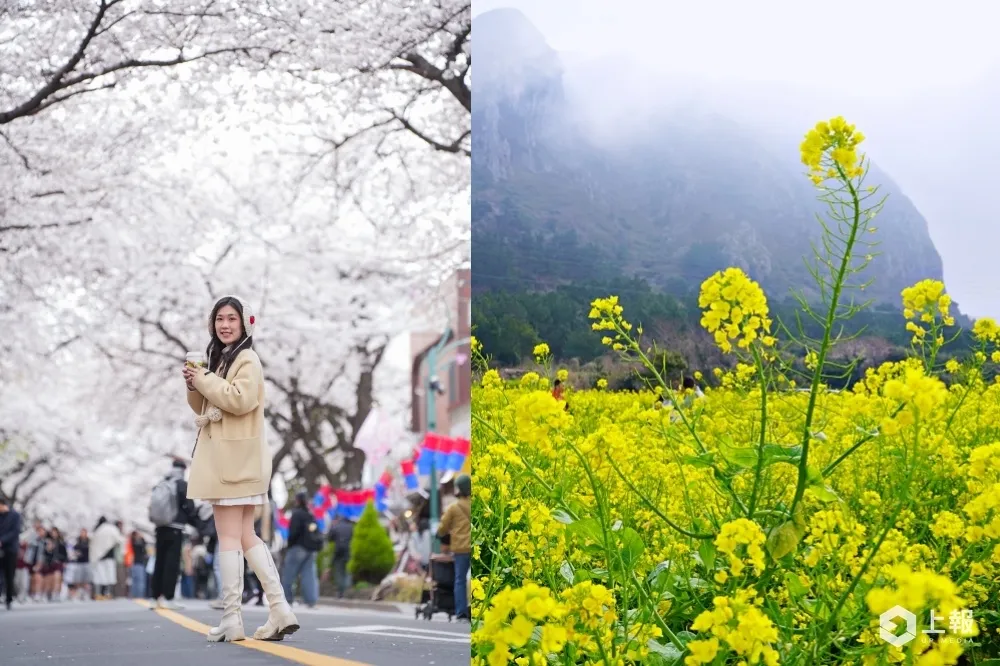 直擊濟州油菜花、櫻花最新花況！打卡《苦盡柑來遇見你》同款金黃花海、典農路櫻花大道超夢幻
