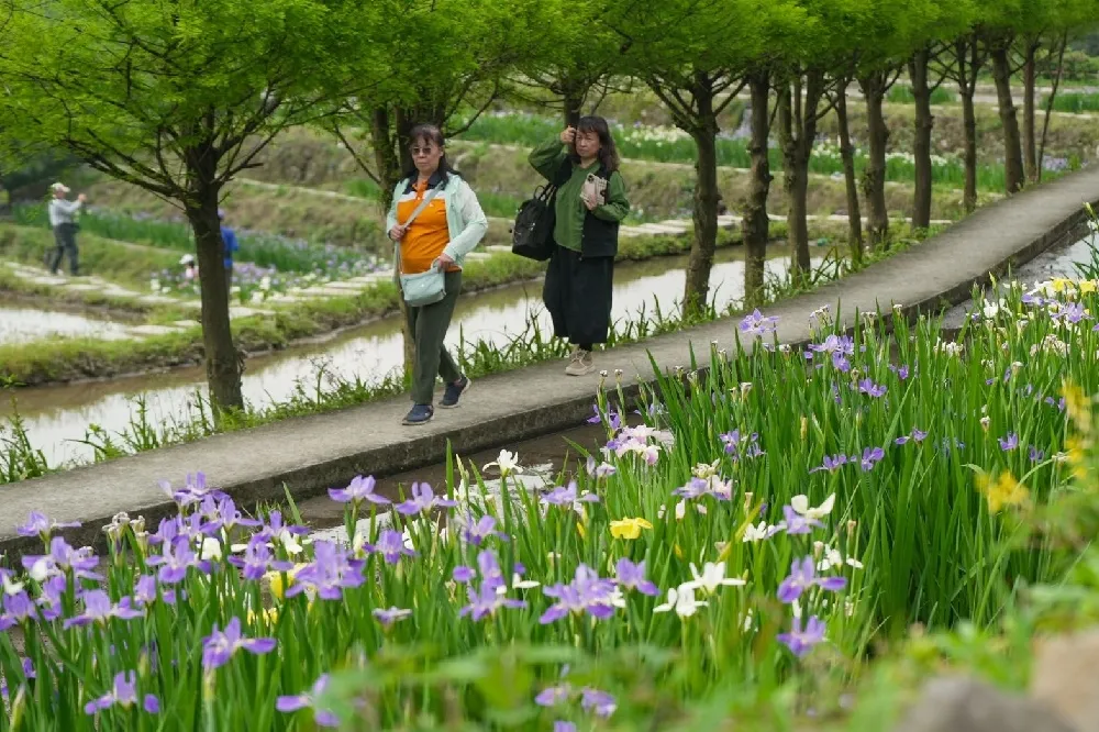 全台唯一梯田鳶尾花海在新北！仙氣紫黃花毯免費拍、花期美到 6 月