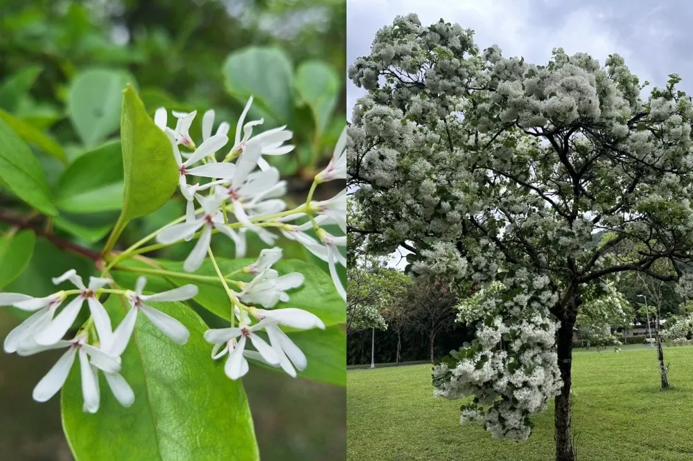 台北流蘇花景點推薦！大安森林公園、士林官邸等地「四月雪」飄落超唯美