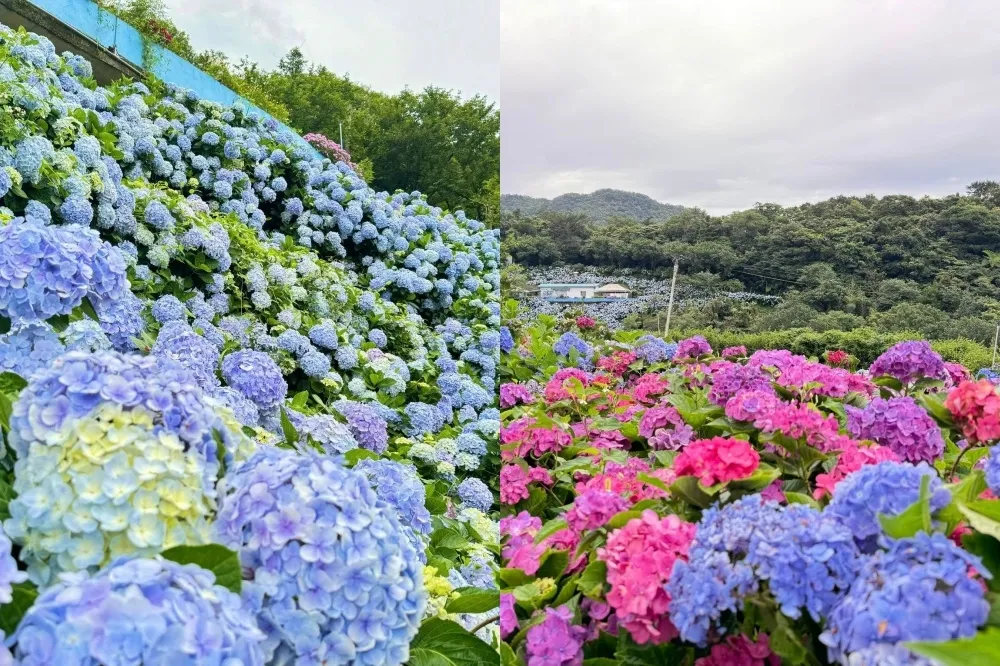 2025 高家繡球花田「這天」開園！兩大園區繽紛花海必拍　門票、盛花期先筆記