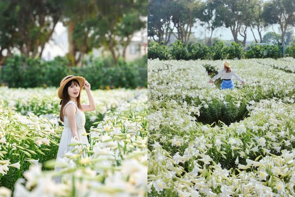 桃園「白千層鐵炮百合花園」盛開中！2 萬株百合超壯觀　愛心花海賞花期、票價全攻略