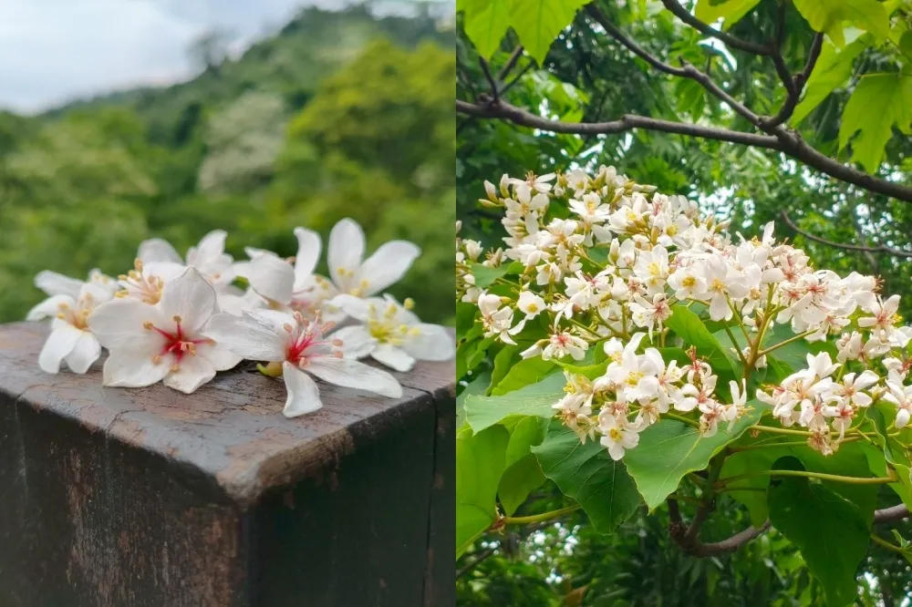 2025 新北桐花景點地圖攻略！土城桐花公園、瑞芳四腳亭砲台迎浪漫五月雪