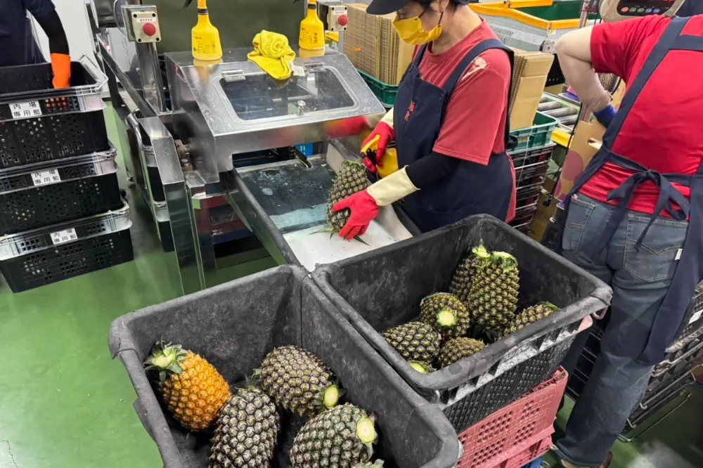 北農鳳梨銷日再創佳績　憂台幣升值釀虧損將與日方協商