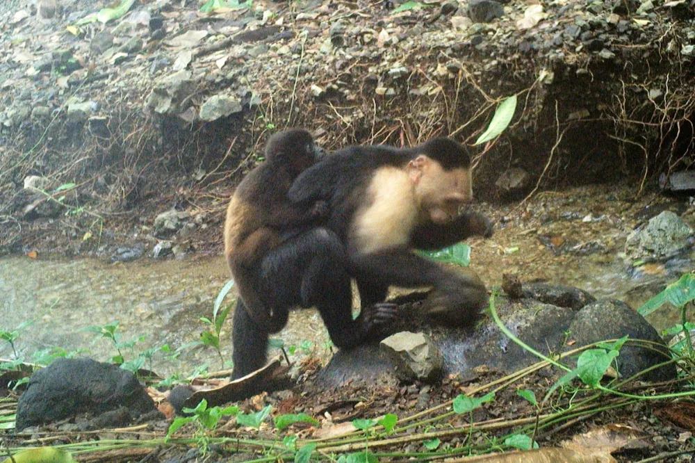 公捲尾猴竟會「綁架」小吼猴　動物學家推測：太無聊