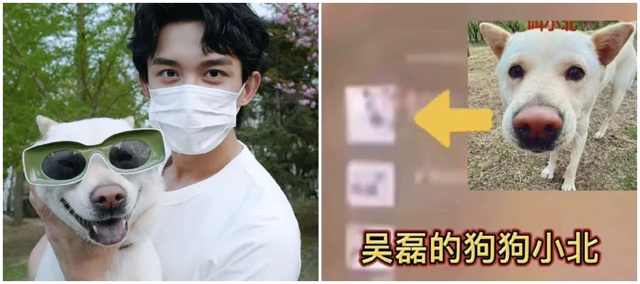 中國男星吳磊的愛狗「小北」