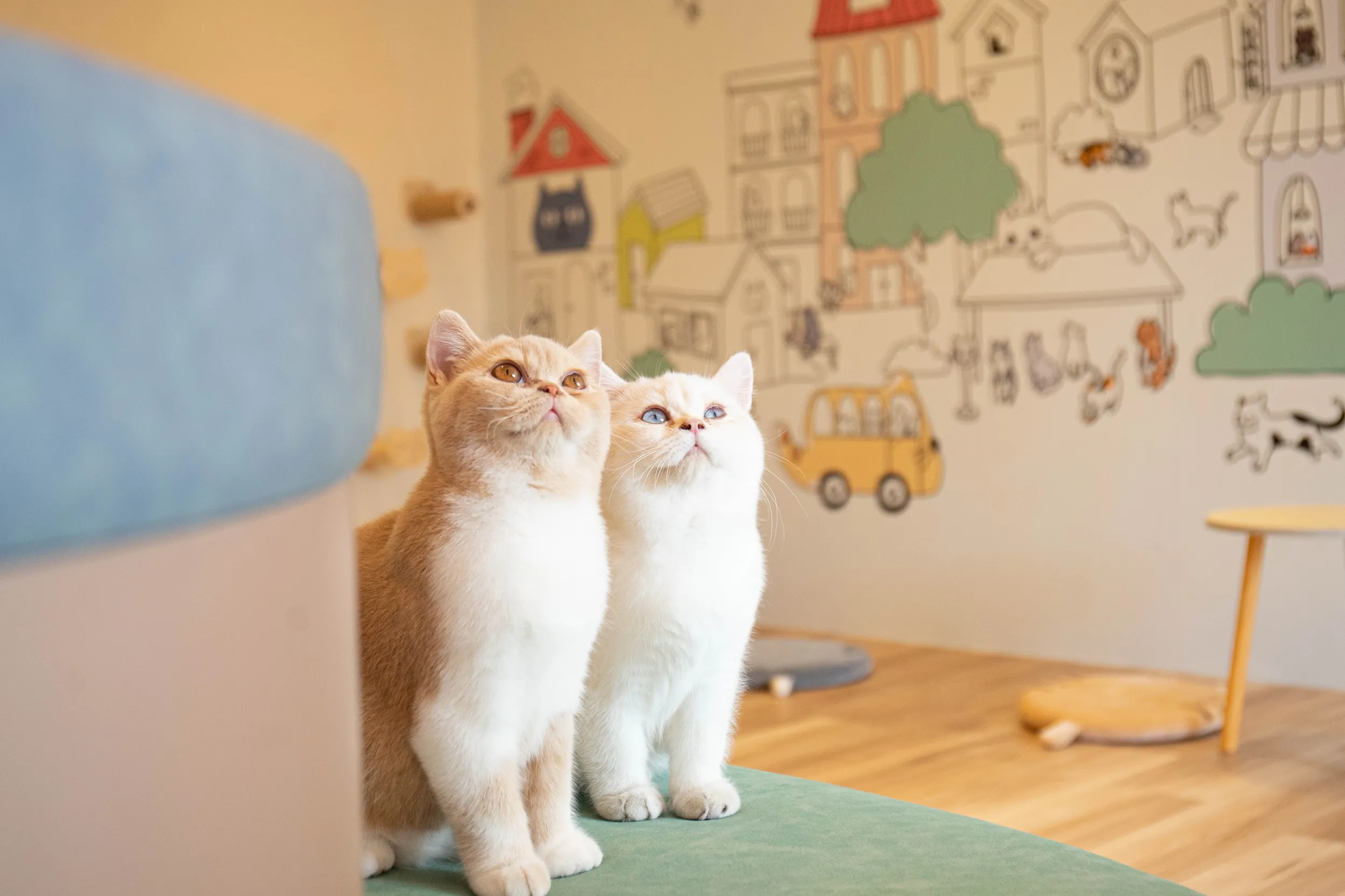 有片】全新貓咪咖啡廳「擼LALA Sweets」松菸店開幕！8 隻曼赤肯、短毛貓陪你玩南西店推「3 人同行1 人免費」優惠-- 上報/