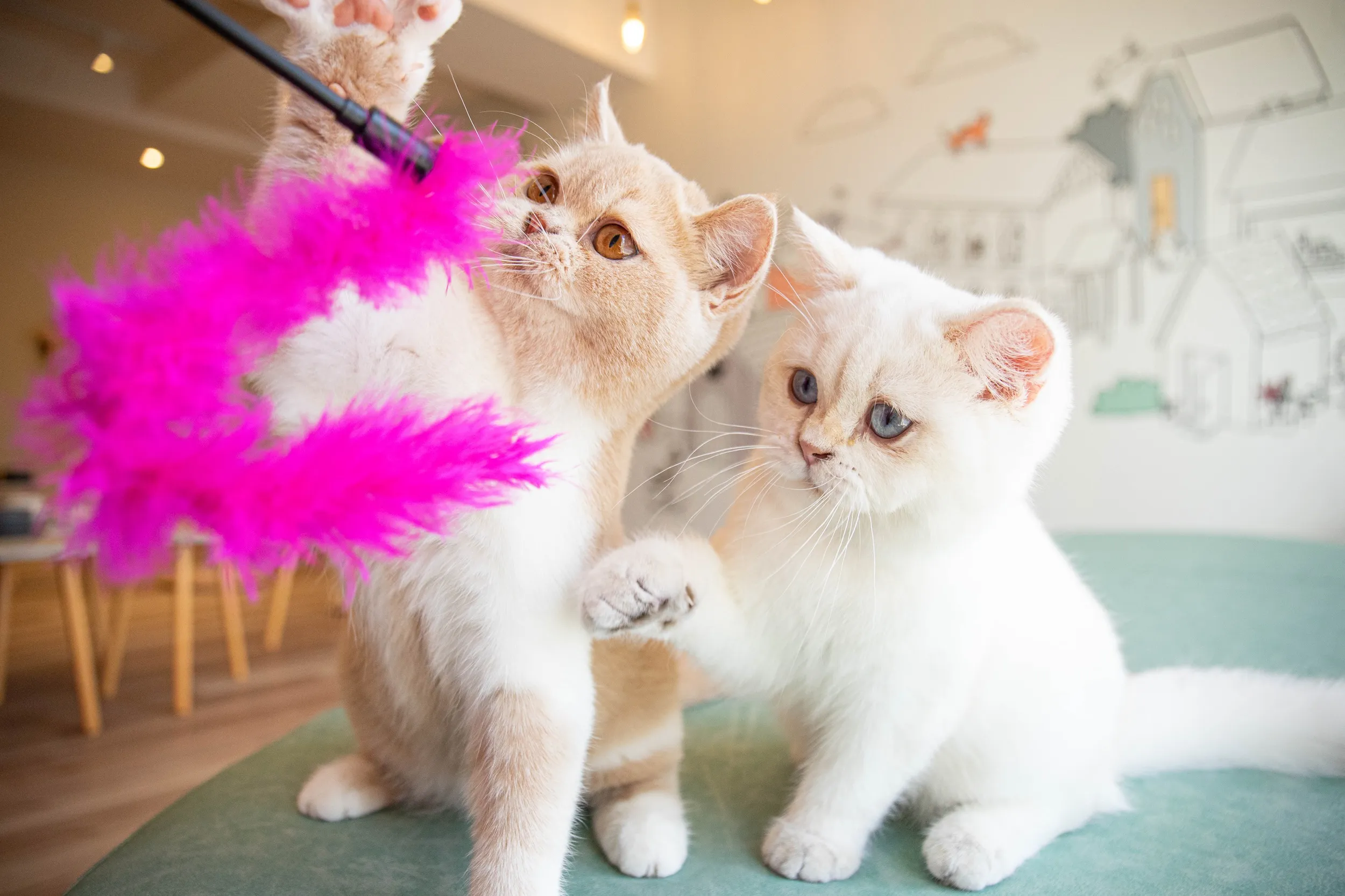 有片】全新貓咪咖啡廳「擼LALA Sweets」松菸店開幕！8 隻曼赤肯、短毛貓陪你玩南西店推「3 人同行1 人免費」優惠-- 上報/