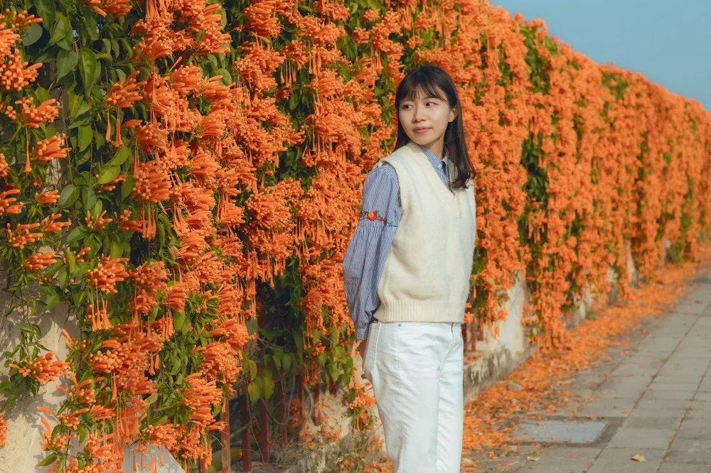 炮仗花