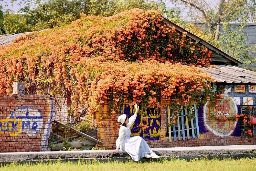 炮仗花
