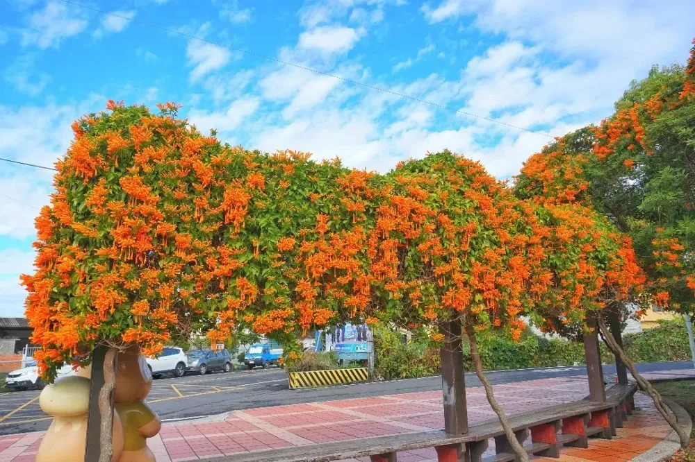 炮仗花