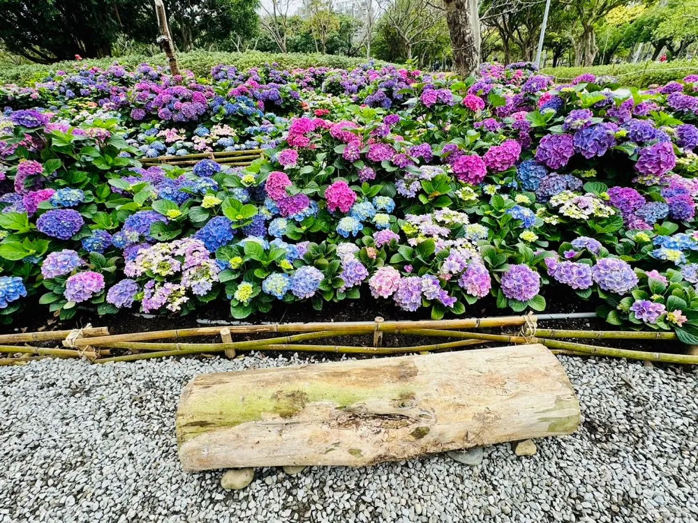 大安森林公園