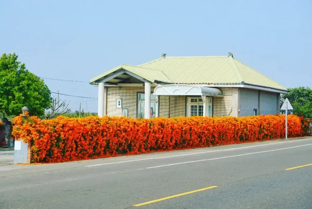 炮仗花