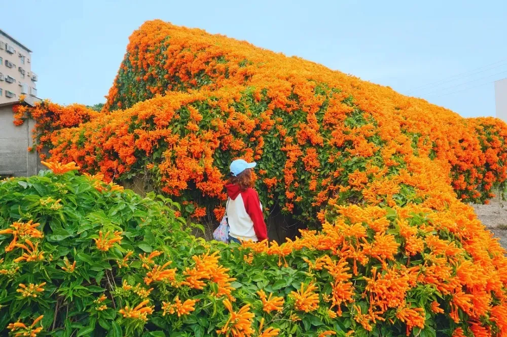 炮仗花