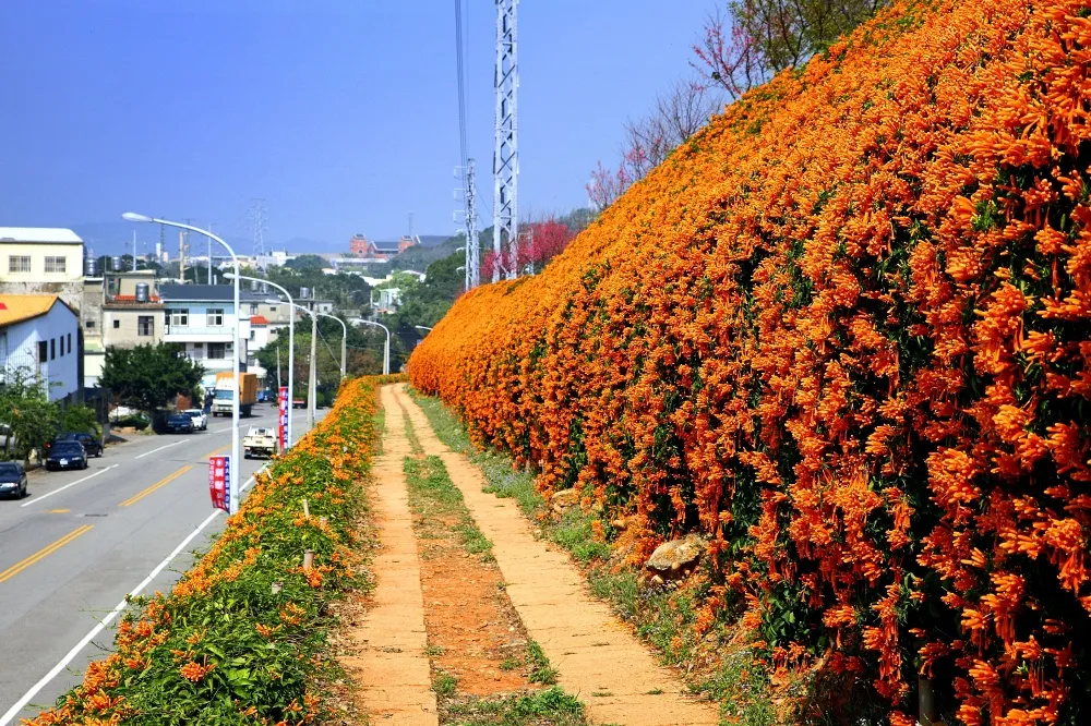 炮仗花海