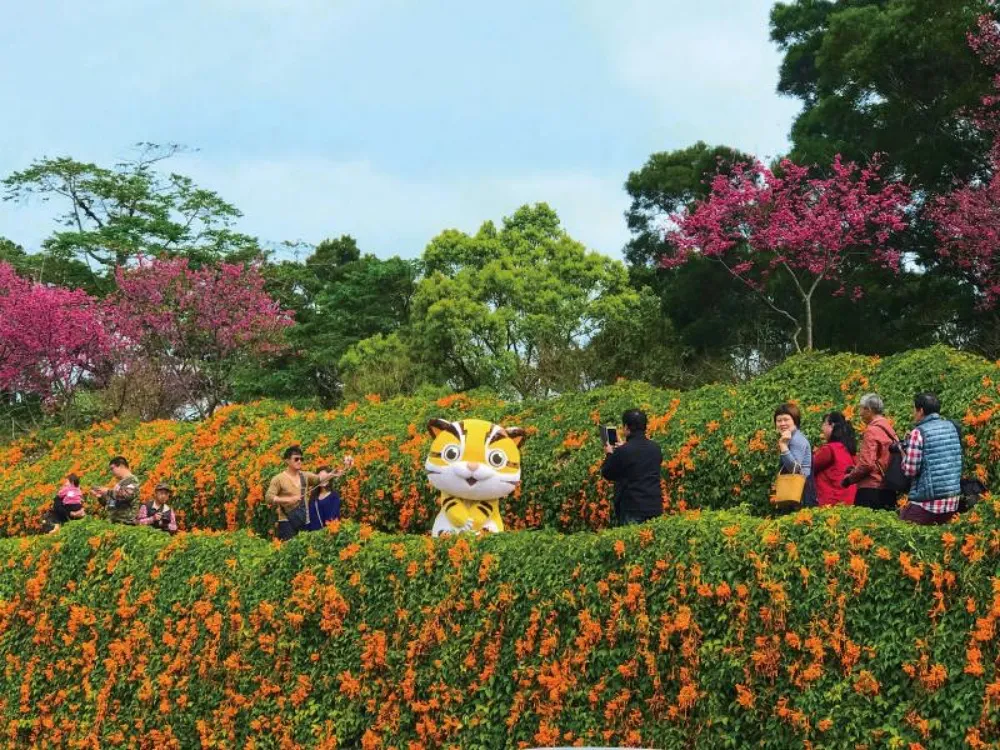 炮仗花海