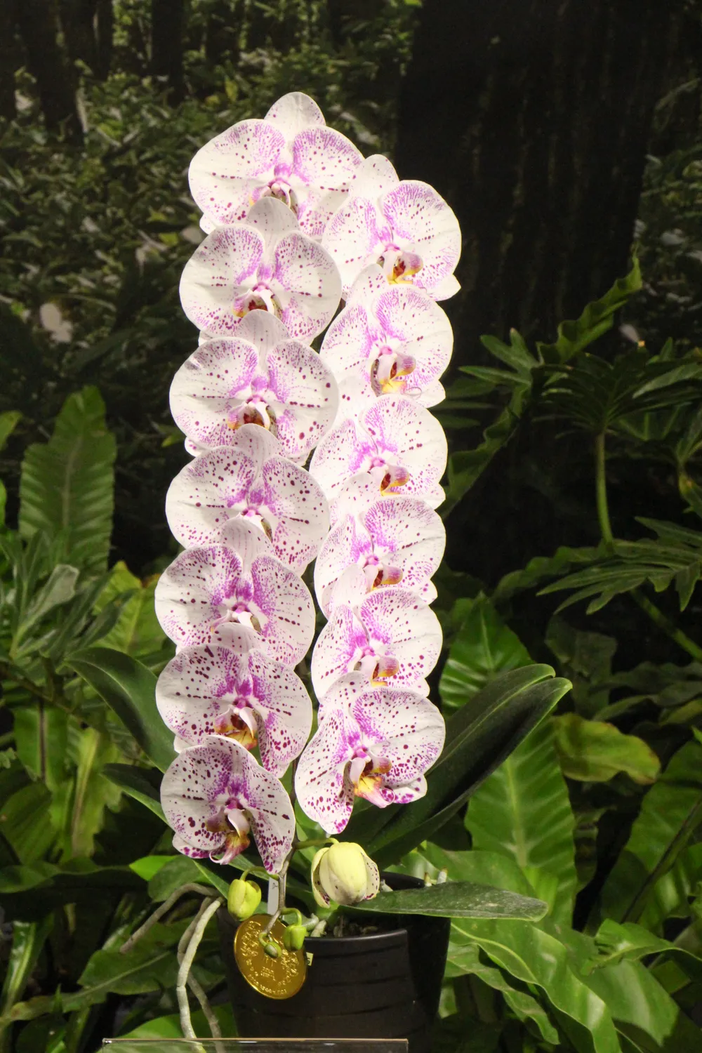 台灣國際蘭展5 大亮點搶先看！搭五分車逛展、開幕當天女性免費入場日期、票價、交通資訊快筆記-- 上報/ 生活