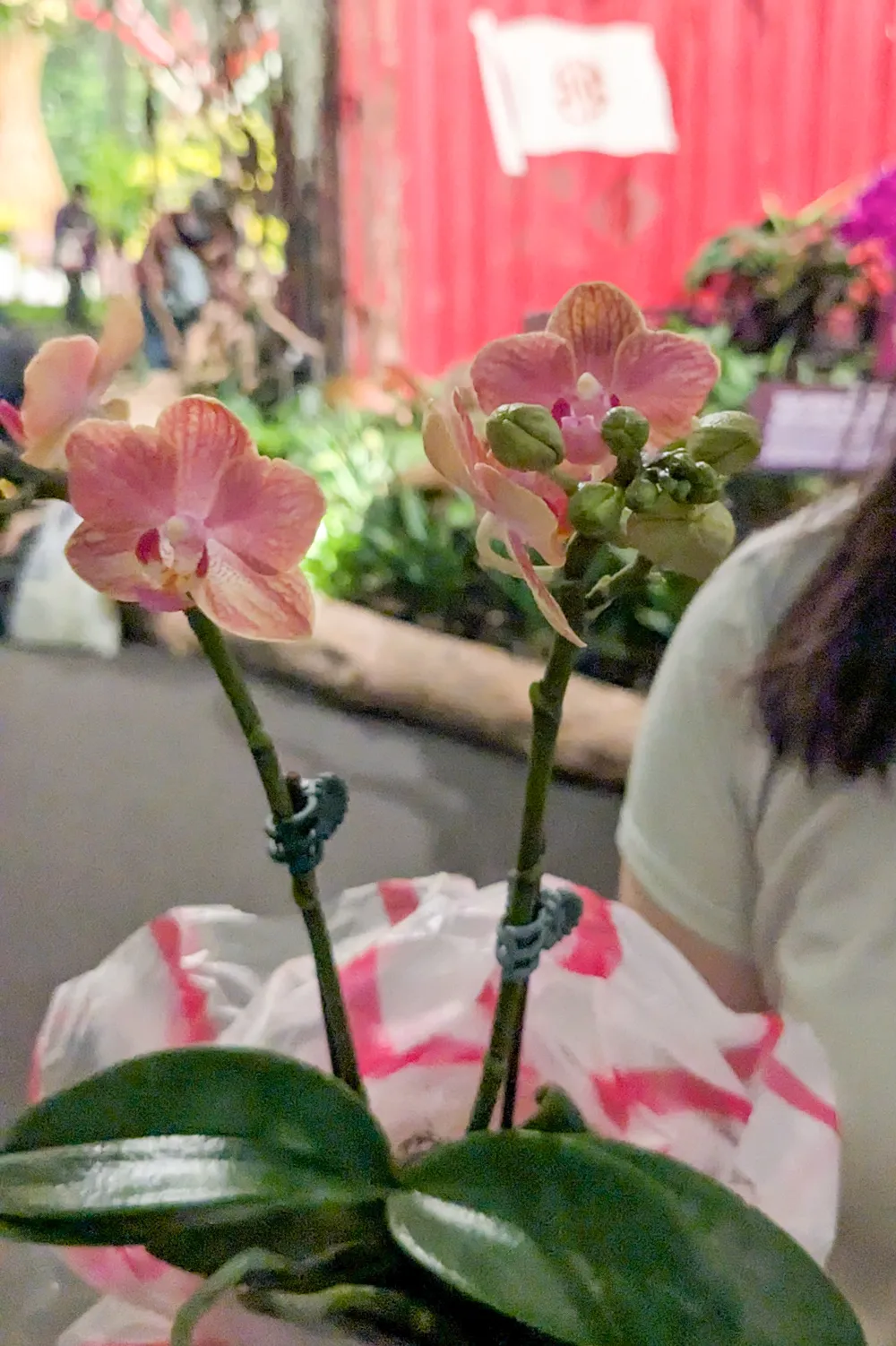 台灣國際蘭展5 大亮點搶先看！搭五分車逛展、開幕當天女性免費入場日期、票價、交通資訊快筆記-- 上報/ 生活