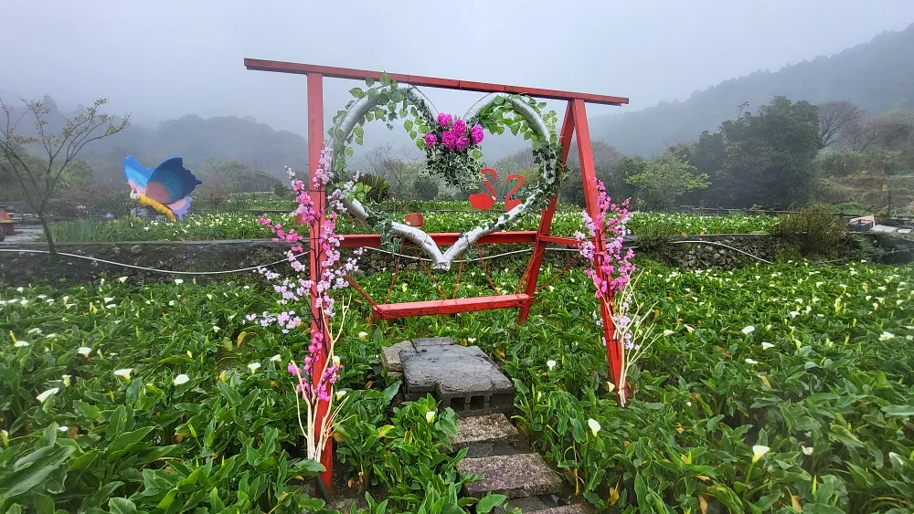 2025 竹子湖海芋季