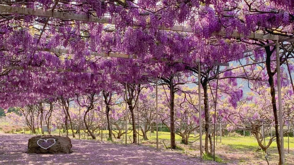 淡水紫藤花園