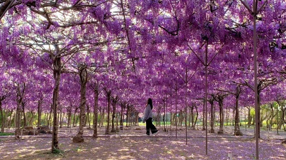 淡水紫藤花園